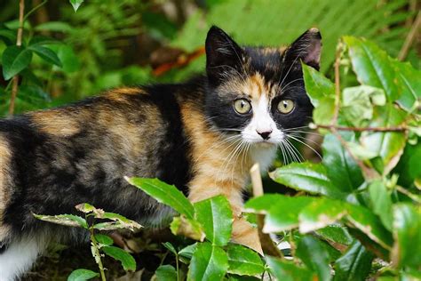 names for tortoiseshell cats|another name for tortoiseshell cat.